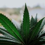 Hoja de cannabis sobre una planta, imagen ilustrativa