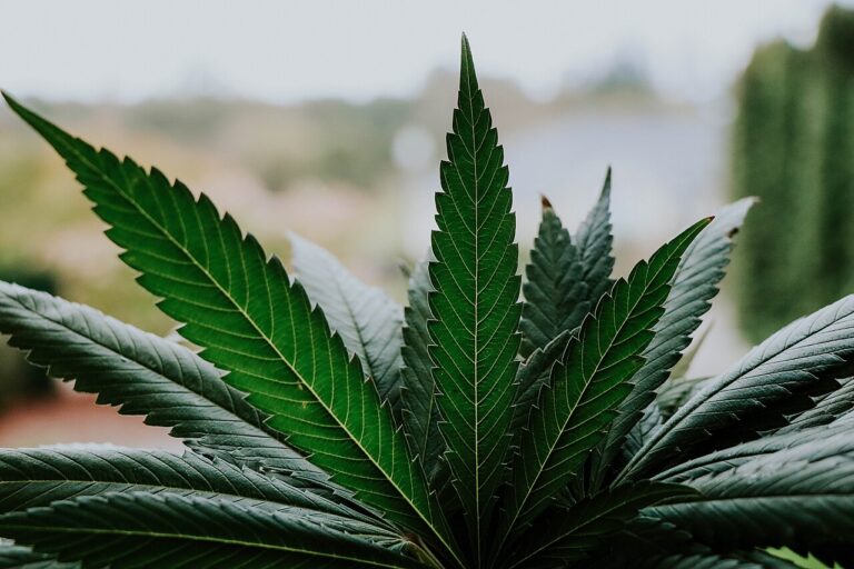 Hoja de cannabis sobre una planta, imagen ilustrativa