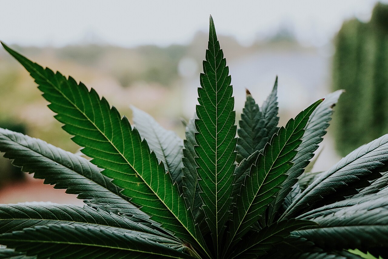 Hoja de cannabis sobre una planta, imagen ilustrativa