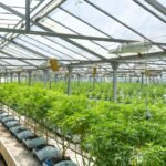 Cultivo de cannabis en invernadero, imagen ilustrativa sobre la regulación del cáñamo hortícola en Argentina