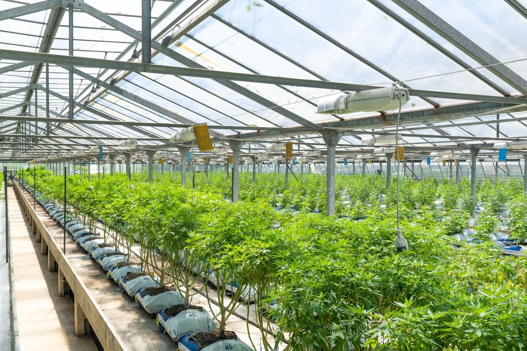 Cultivo de cannabis en invernadero, imagen ilustrativa sobre la regulación del cáñamo hortícola en Argentina