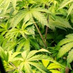 Cultivo de cannabis medicinal en interior bajo iluminación artificial