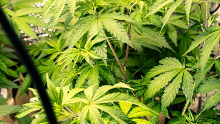 Cultivo de cannabis medicinal en interior bajo iluminación artificial
