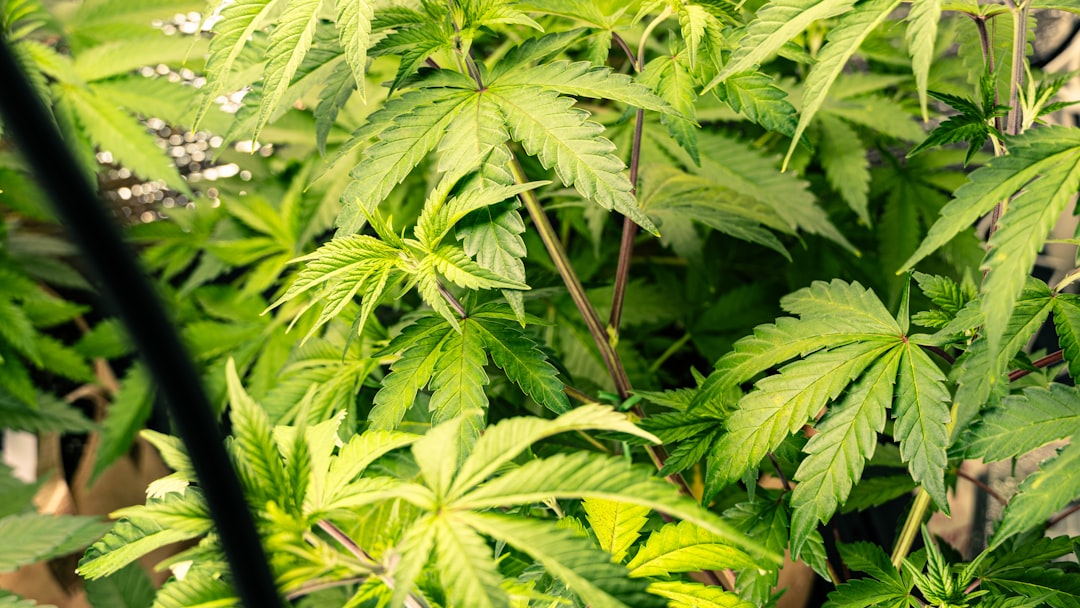 Cultivo de cannabis medicinal en interior bajo iluminación artificial