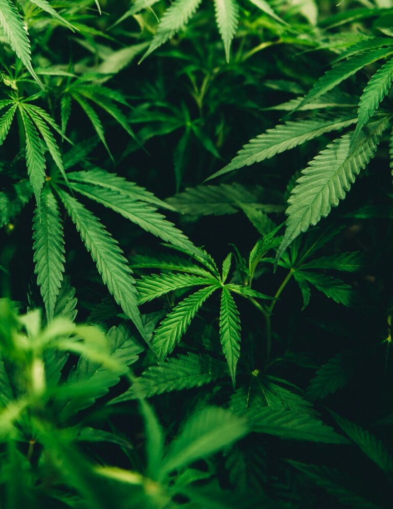Primer plano de hojas de una planta de cannabis