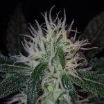 Inflorescencia de una planta de Cannabis sativa, imagen ilustrativa
