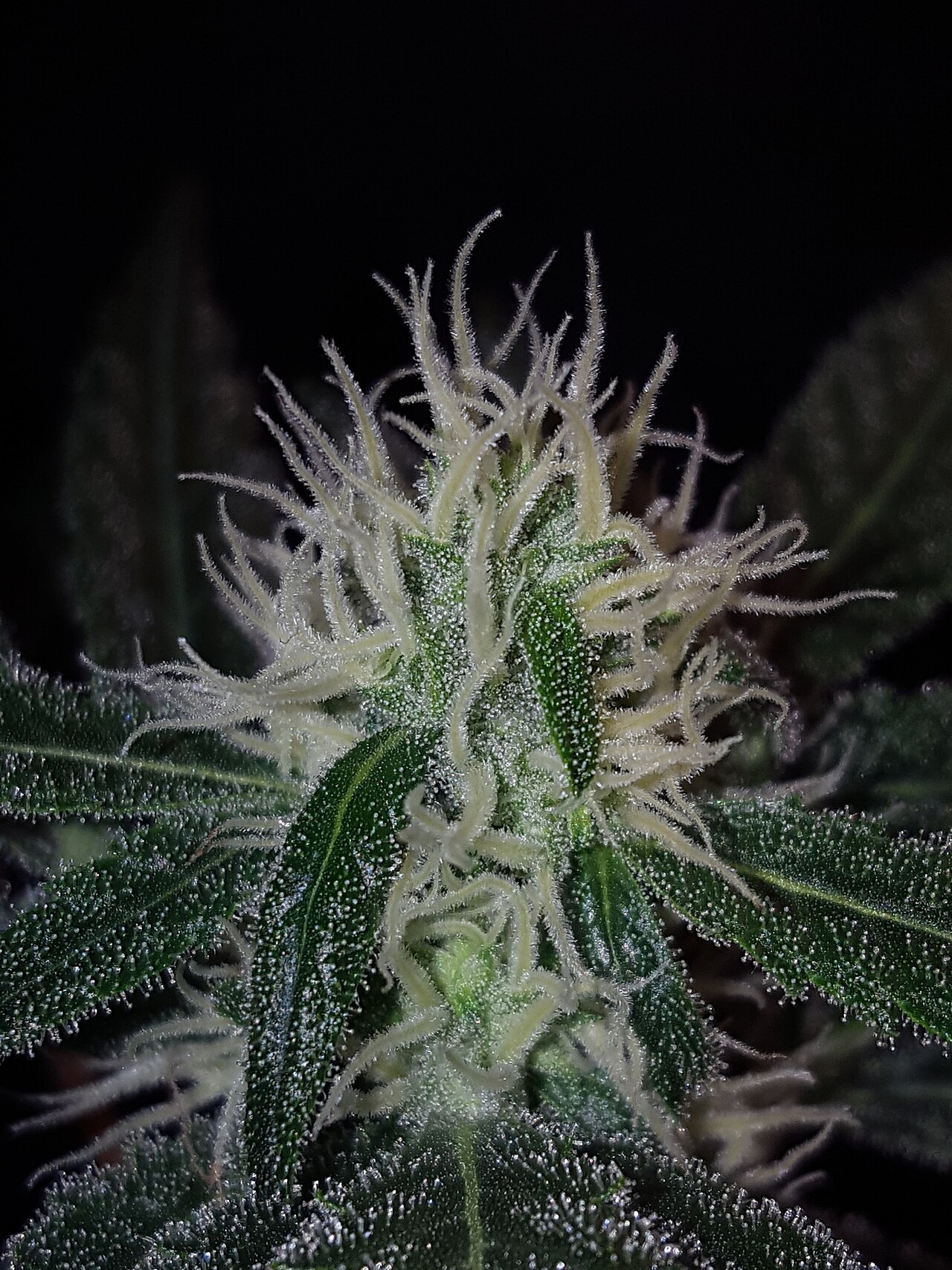 Inflorescencia de una planta de Cannabis sativa, imagen ilustrativa