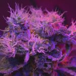 Plantas de cannabis cultivadas en hileras, imagen ilustrativa sobre regulación de la industria cannábica