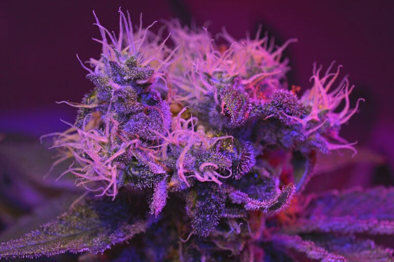 Plantas de cannabis cultivadas en hileras, imagen ilustrativa sobre regulación de la industria cannábica