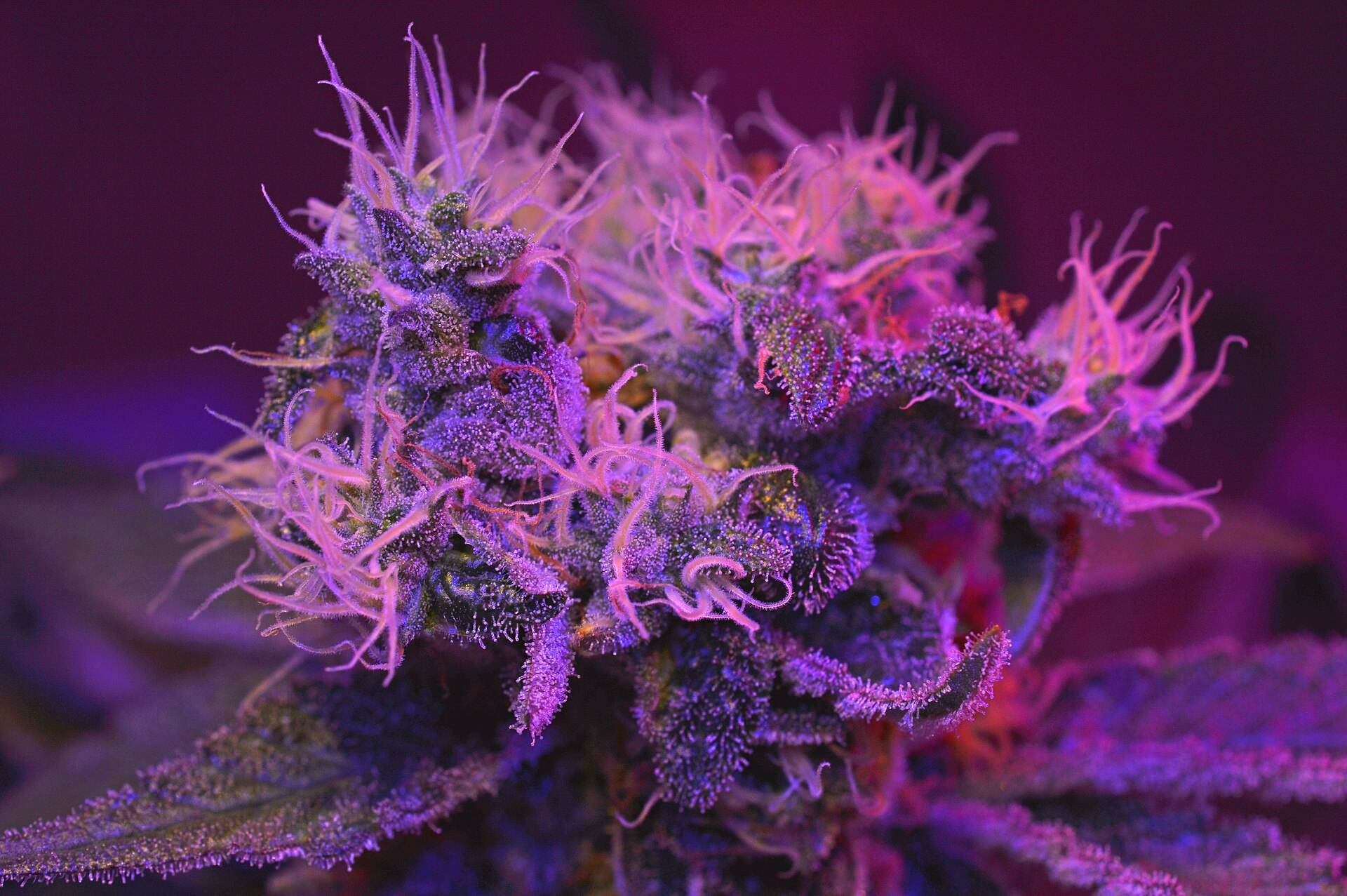 Plantas de cannabis cultivadas en hileras, imagen ilustrativa sobre regulación de la industria cannábica